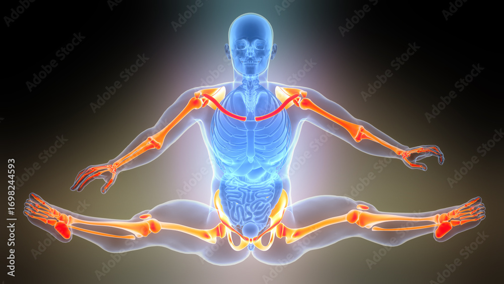 Human Skeleton System Upper and Lower Limb Bone Joints Anatomy Stock ...