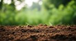 © Mst - Closeup of rich brown soil in a garden, perfect for planting and growing, with a blurred green background of lush vegetation and plants