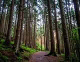 A sun-dappled path winds through a dense, moss-covered coniferous forest