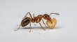 © Tran - 小さなアリが懸命に食物運ぶ 鮮明なマクロ撮影. AI Generated