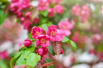 Wall Mural - Fresh pink flowers of a blossoming apple tree with blured background