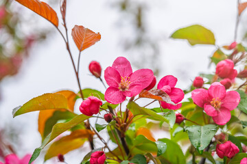 Wall Mural - Fresh pink flowers of a blossoming apple tree with blured background