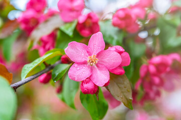 Wall Mural - Fresh pink flowers of a blossoming apple tree with blured background