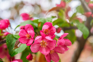 Wall Mural - Fresh pink flowers of a blossoming apple tree with blured background