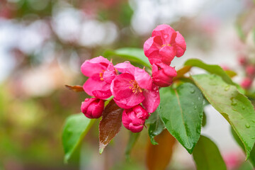 Wall Mural - Fresh pink flowers of a blossoming apple tree with blured background