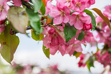 Wall Mural - Fresh pink flowers of a blossoming apple tree with blured background