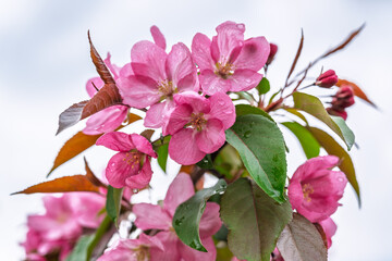 Wall Mural - Fresh pink flowers of a blossoming apple tree with blured background