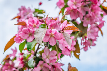 Wall Mural - Fresh pink flowers of a blossoming apple tree with blured background