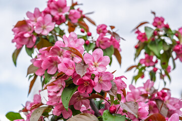 Wall Mural - Fresh pink flowers of a blossoming apple tree with blured background