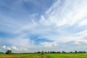 Wall Mural - beautiful green cornfield with land air atmosphere bright blue sky background abstract clear texture