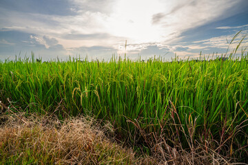 Wall Mural - scenic view landscape of golden rice ears ready for harvest rice field green grass with field corn f