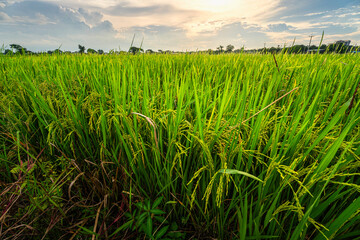 Wall Mural - scenic view landscape of golden rice ears ready for harvest rice field green grass with field corn f