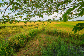 Wall Mural - scenic view landscape of golden rice ears ready for harvest rice field green grass with field corn f