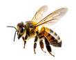 © Md - Realistic Honey Bee Flying with Wings Spread, Side View, Isolated on Transparent Background