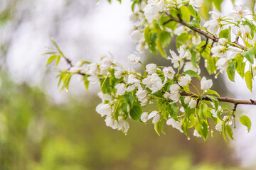 Wall Mural - white blossoming apple trees with rain drops