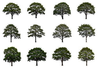 Twelve different tree silhouettes isolated on white background for design