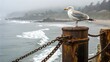 © MdAbu - seagull perched on rusty metal post with chain