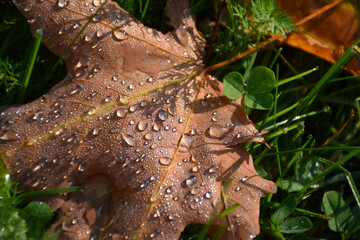 a maple leaf in the autumn, sainte-apolline, québec, canada