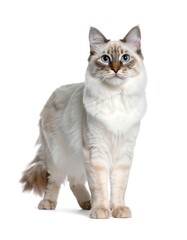  A Ragdoll cat, full body shot