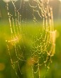 © Sanum - Dew-kissed spiderweb in sunlight