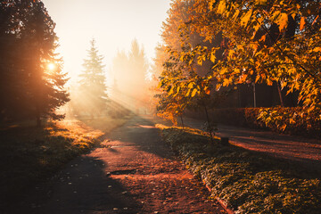 Wall Mural - The morning sun breaks through the branches of the tree in sunny weather.