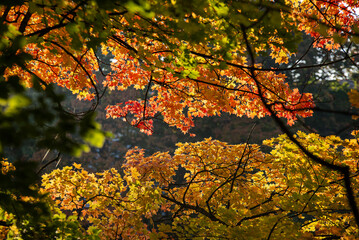 autumn leaves on the tree