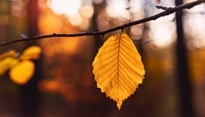 Autumn Yellowed Leaves On A Tree Branch Close Up On A Single Leaf With A Blurred Forest Background
