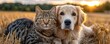 © PBMasterDesign - Cat and dog lying together in nature field concept. A playful dog and cat snuggling together in a sunny field.