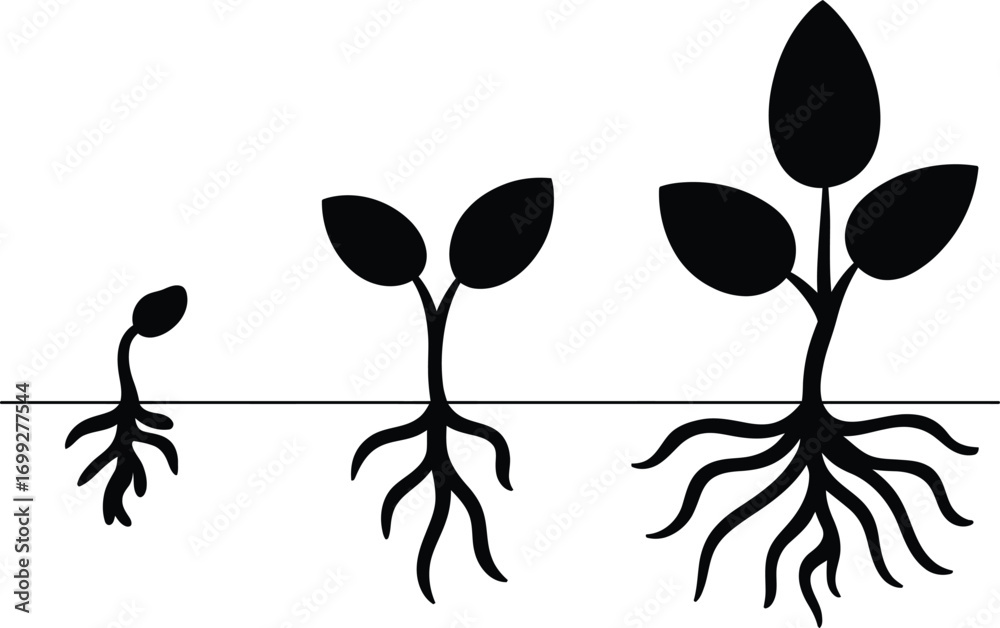 Illustration of plant growth stages from seedling to mature plant Stock ...