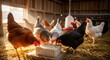 © Margarita Ratatosk - Flock of hens pecking at mineral block inside barn. Free range chicken foraging animal feed. Natural farm life and poultry health concept.
