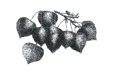 Ink sketch of tree branch with leaves on transparent background. Vector hand drawn illustration