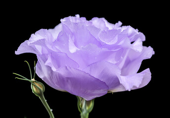 Wall Mural - Macro Shot of a Light Purple Lisianthus Flower