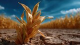 Drought effects visible in dry cornfield concept. Dried corn plant stands resilient amidst parched earth and blue sky.