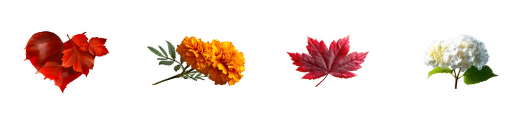 Wall Mural - Red maple leaf, orange marigold flower, white hydrangea bloom, autumn foliage, cut out