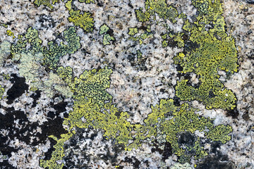 Wall Mural - Natural texture of a stone covered with lichen. Lichen patterns on a rock surface. Natural background. Closeup top view. The nature of the Arctic. Polar region.