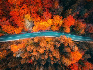 Wall Mural - Aerial view of wet curvy road and forest with red and orange leaves in golden autumn in Italy. Top drone view of winding alpine road, colorful trees in fall. Empty road through the woods. Roadway