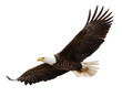 © Pets vector - american bald eagle