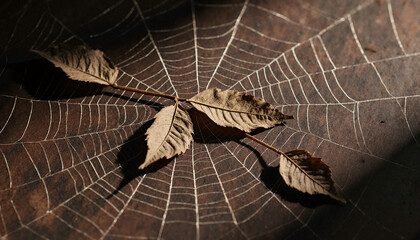 A dry autumn leaf caught on an intricate spiderweb. Close-up of a delicate natural pattern on a dark rustic background. Fall or Halloween concept.