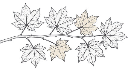 Maple branch with leaves detailed line art illustration for botanical design isolated on white