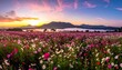 © Palid - A breathtaking panorama of a vast field of colorful cosmos flowers at sunrise, showcasing a majestic mountain range in the background.
