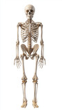 Pełny szkielet człowieka – anatomiczna wizualizacja całej sylwetki