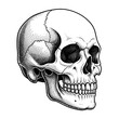 © Citta - Skull Illustration Human Anatomy Artistic Engraving