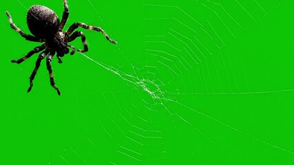Intricate spiderweb glistens on a vibrant green background with a spider poised to move