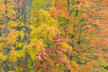 Wall Mural - Autumn landscape of lightly snow flocked woods with maples, Hiawatha National Forest, Michigan's Upper Peninsula, USA