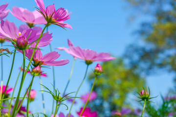 Wall Mural - Beautiful pink cosmos flowers blooming in garden,spring season.
