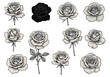 © Ana - Illustration of White Roses with Delicate Petals and Black Transparent Background