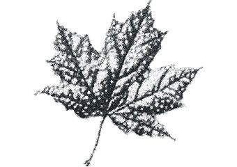 Wall Mural - Monochromatic Stippled Maple Leaf Image. Vector hand drawn illustration