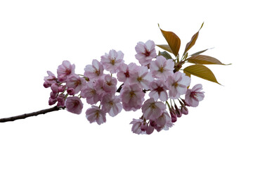 Wall Mural - Pink cherry blossom branch with leaves, isolated on transparent background. background removed