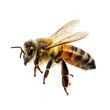 © MDSOPON - bee png honeybee flying isolated PNG pollinator insect PNG bee macro shot PNG transparent background image