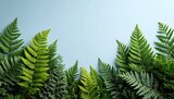 Green Fern Fronds on Light Blue Background